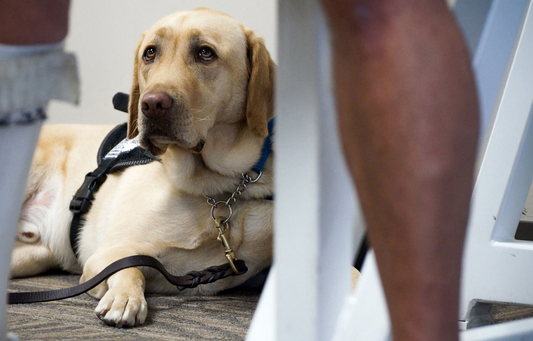 Emotional support animal